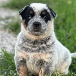 Boy 2 - Blue Australian Cattle Dog puppy in Nevada, Missouri from Back Road Dog Company, LLC