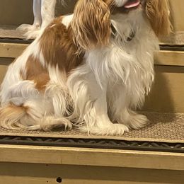 Louie - Cavalier King Charles Spaniel