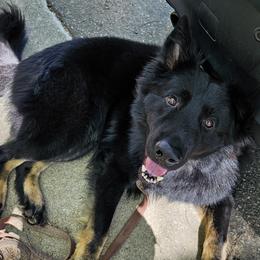 German Shepherds from Samtastic Shepherds