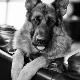 German Shepherd Puppies from Alta-Tollhaus German Shepherds