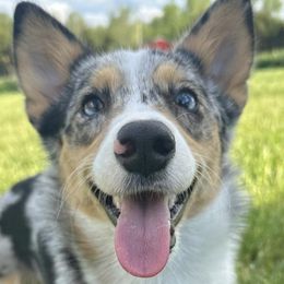 American Corgis and Pembroke Welsh Corgis from H&B Corgi’s