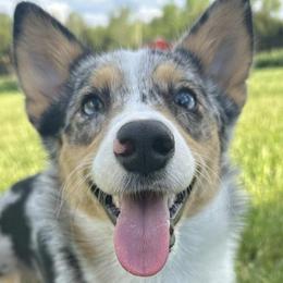 American Corgis and Pembroke Welsh Corgis from H&B Corgi’s