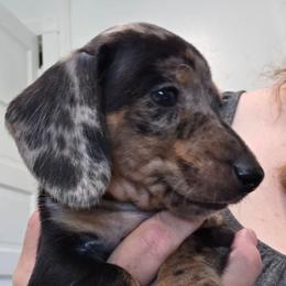 Red collar black and tan dapple boy - Dapple male Dachshund puppy in Caldwell, Idaho from Dozendachs