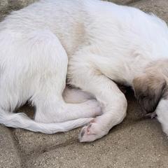 Borzois from Marian Broadhurst