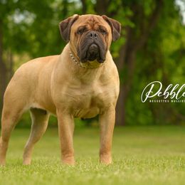Pebbles - Bullmastiff