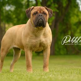 Pebbles - Bullmastiff