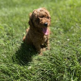 Poodle Puppies from 3C Poodles
