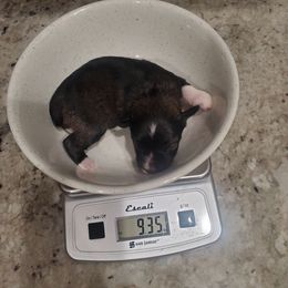 Hermione - Liver female Miniature Schnauzer puppy in Sandy, Utah from Phantom League Schnauzers