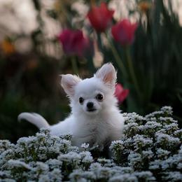 Chihuahua Puppies from DiLusso Chihuahuas