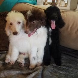 Poodle Puppies from Clicks Standards