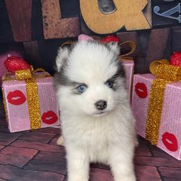 Delilah - White female Pomsky puppy in Amarillo, Texas from Pom Pom Pomskies