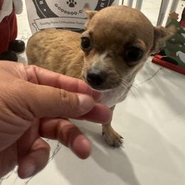 Mr Foxy - Merle male Chihuahua puppy in Las Vegas, Nevada from Quality Poms Chihuahua Yorkies of Las vegas