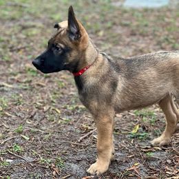 Red - Mahogany Belgian Malinois puppy in Greenacres, Florida from Belgian Herder kennel