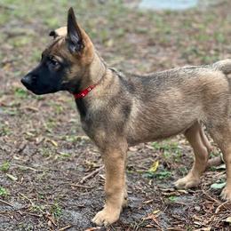 Red - Mahogany Belgian Malinois puppy in Greenacres, Florida from Belgian Herder kennel