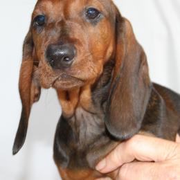 Dachshund Puppies from Wylde Rose Dachshunds