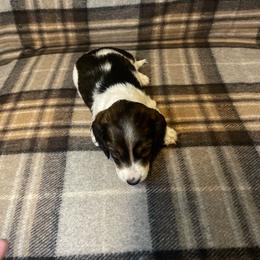 Jim - Piebald Blaze - Piebald male Dachshund puppy in Bakersfield, California from Open Hourglass LLC