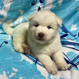 AKC-Zircon - White male Siberian Husky puppy in Centreville, Maryland from Huskies By the Bay