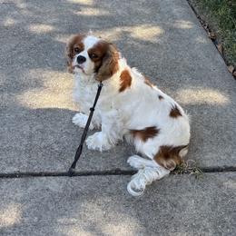 Josie - Cavalier King Charles Spaniel
