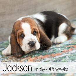 Jackson - Black white and brown male Basset Hound puppy in Jefferson City, Missouri from Triple Hill Farm