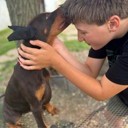 Monarch - Red and rust female Doberman Pinscher puppy in Aplington, Iowa from Royal Dynasty Dobermann Kennel