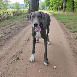 Jack - Great Dane