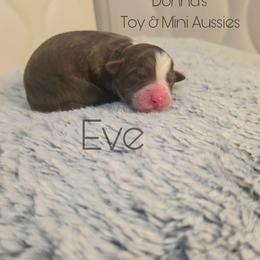 Eve - Red tri female Toy Australian Shepherd puppy in Bethany, Oklahoma from Donna's Toy & Mini Aussies