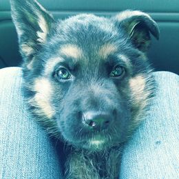 German Shepherd Puppies from Countryside Kennel