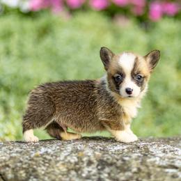 Dash - Sable male Pembroke Welsh Corgi puppy in Narvon, Pennsylvania from Corgi Companions
