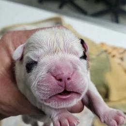 Chunky boy - White male Bulldog puppy in Walhalla, South Carolina from Lowery's English Bulldogs