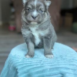 Merlin - Blue male Pomsky puppy in Coos Bay, Oregon from Ocean View Pomskies