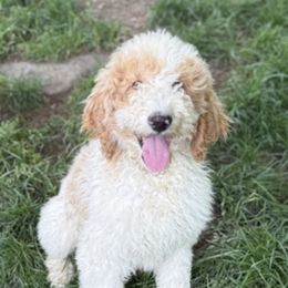 William - Parti male Goldendoodle puppy in Lisbon, Ohio from Willow Lane Doodles