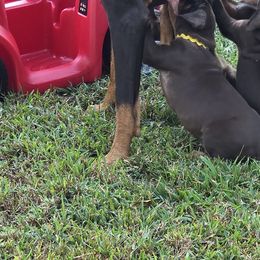 Doberman Pinschers and Miniature Pinschers from Ronald Rutledge