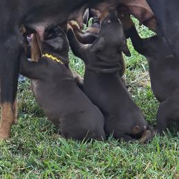 Doberman Pinschers and Miniature Pinschers from Ronald Rutledge