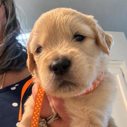 5th pick boy - Golden male Golden Retriever puppy in Fresno, California from Warwick’s Central California Goldens