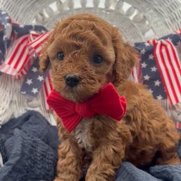 Cavapoo puppies from Cascade Springs Doodles