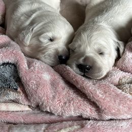 Golden Retriever Puppies from Avalon English Retrievers