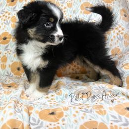 Miniature Australian Shepherd and Toy Australian Shepherd Puppies from Pistol Paws Aussies