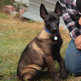 Belgian Malinois from By Your Side Canines
