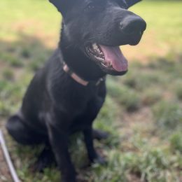 German Shepherd Puppies from Paws Of Germany