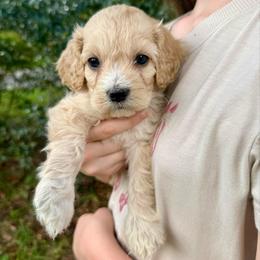 Bella Bay - Cream female Cockapoo puppy in Tallahassee, Florida from Panhandle Pups