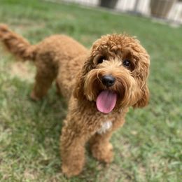 Australian Labradoodle Puppies from Sunny Day Doodles
