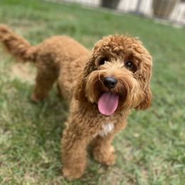 Australian Labradoodle Puppies from Sunny Day Doodles
