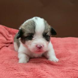 Riki - Red female Pembroke Welsh Corgi puppy in Charleroi, Pennsylvania from Twilight Hollow Corgis