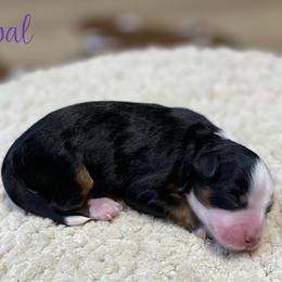 Opal - Tri-color female Bernedoodle puppy in Henry, Illinois from Rowe Farms Doodles