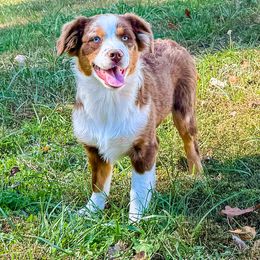 Athena - Australian Shepherd puppy from L’ Aussies of the Carolinas