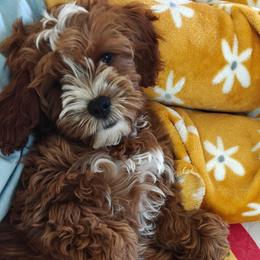 Savannah - Cavapoo