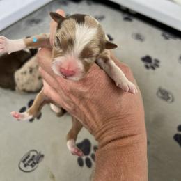 Rmm1 - Red merle male Australian Shepherd puppy in Magee, Mississippi from Paint ByNumbers Ranch