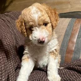 Sue - female Golden Mountain Doodle puppy in Jim Falls, Wisconsin from Pup Paw-fection
