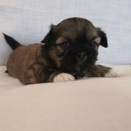 Gizmo - Brindle and white male Shih Tzu puppy in Providence, Rhode Island from All4Paws