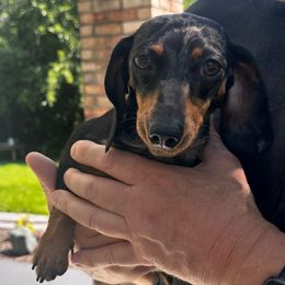 Mika - Dachshund